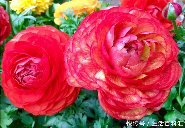 『五彩石竹』喜欢养护花卉，就选择花朵簇拥，层层叠叠，花开妖娆的5种花卉