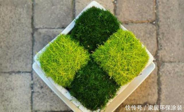  益处|盆栽绿植，就用这几种铺面草，轻松长满盆面，益处多还好看！