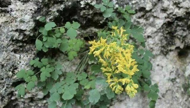  「干旱」长在石头缝里的“野草”，闻着有“臭味”，1斤卖“90元