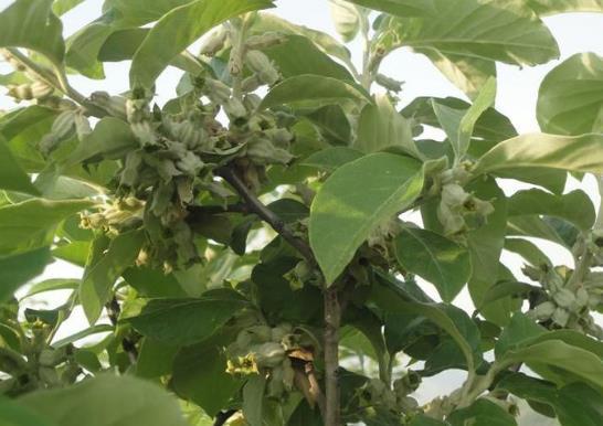  「一棵树」农村野生的一棵树，引来联合国调查，说是只有中国才