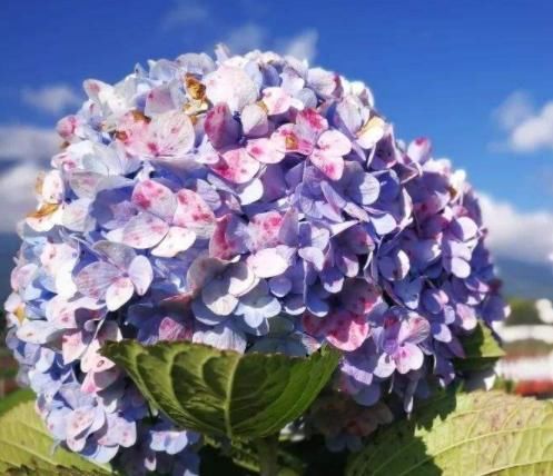  「绣球」生活中就养“3种花”，花开香飘四溢，能从年初“香”到年尾