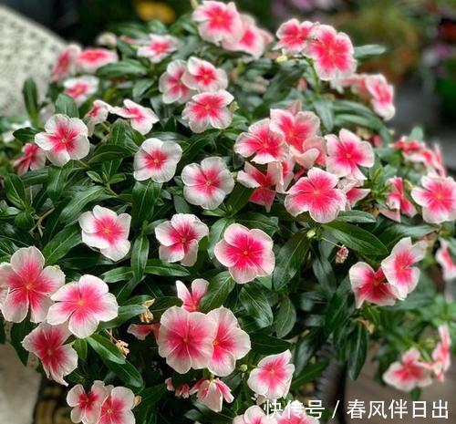  [长春花]此花一年四季都开花，不怕晒不怕热，值得养一盆