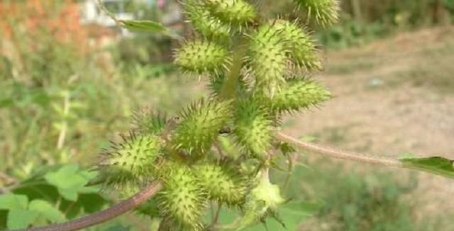  #玩乐#乡下1野草，农村小孩用来玩乐，果实沾到难去除，却不知浑