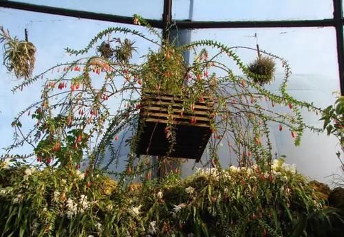  附生植物：植物能“自由”成什么样？教你几种“不要土”的附生植物...