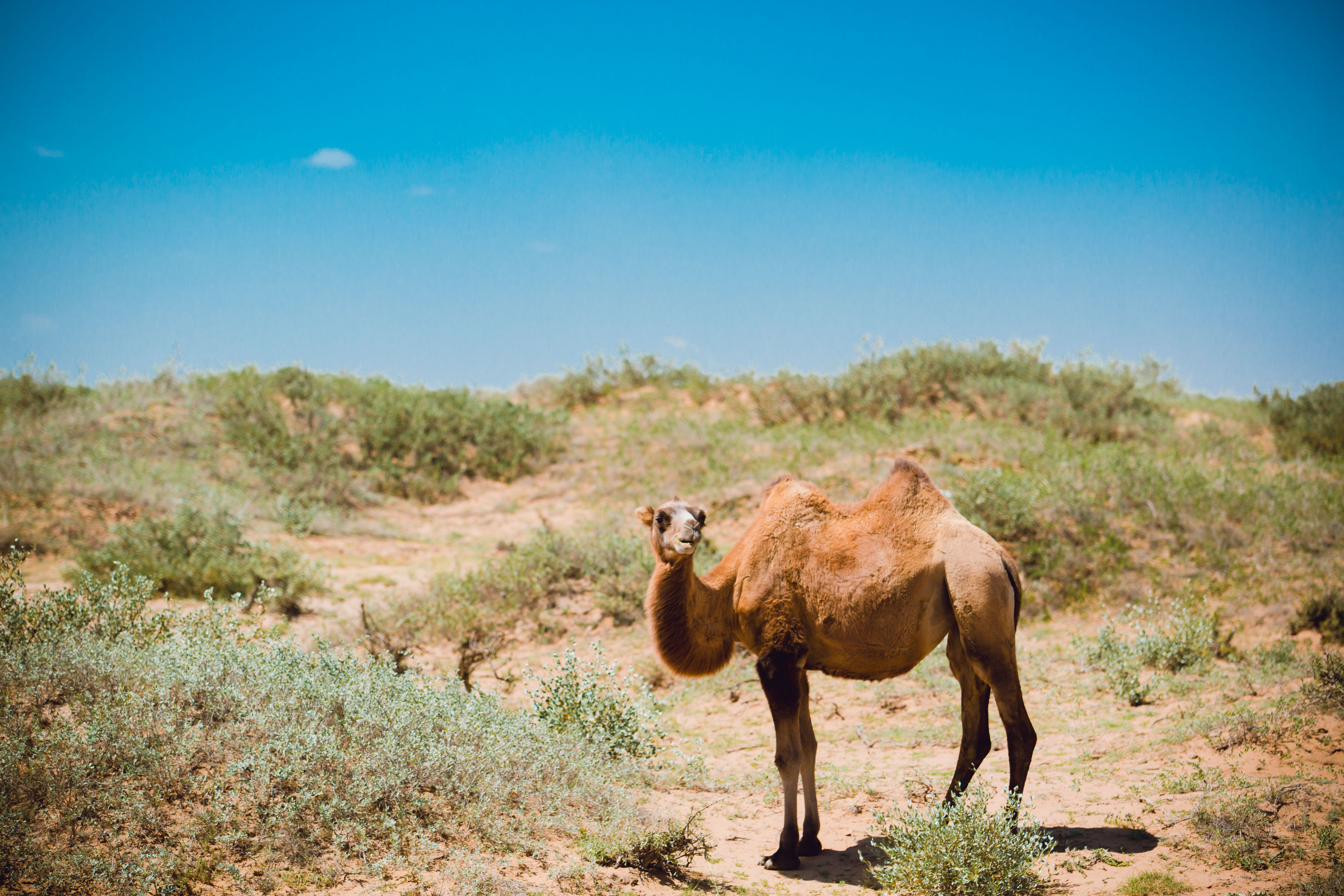 自驾游宁夏，六天五晚的大西北探秘之旅