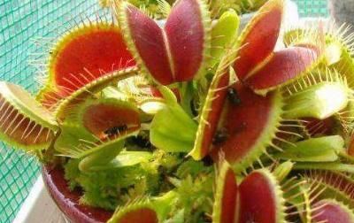  正确■这才是正确养殖捕蝇草的方法,以前都做错了,难怪夹子小