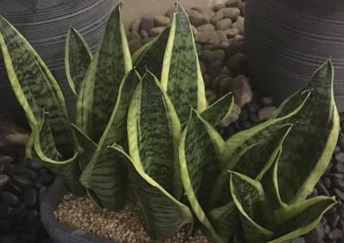  『虎皮』“豆腐渣”能养花，种植绿萝、虎皮兰的时候，埋花盆里，变肥料！