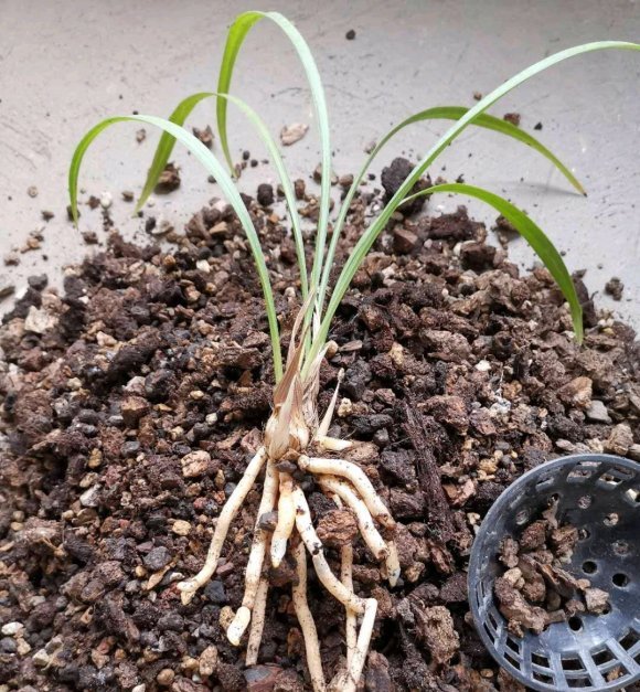  [学会]新手都能学会的兰花上盆方法,注意这几点,服盆快,开花又香又多