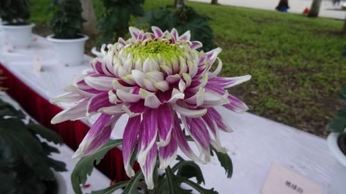  「绿裳」喜欢菊花，就养盆“十大名菊”红衣绿裳，淡雅秀丽，清新之美！