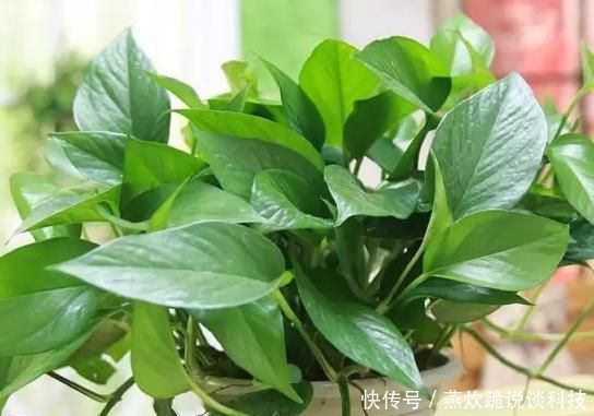  「黄叶」绿萝为什么黄叶