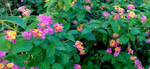 『凤仙花』夏天这6种花,养起来,花露水都不需要了!