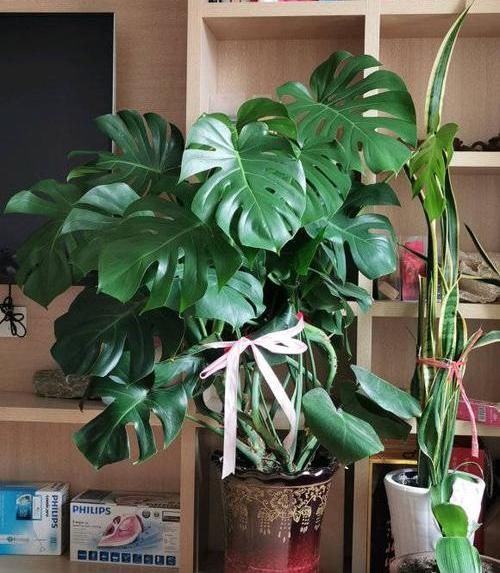 #家里#北欧四兄弟,4种阔叶植物,养在家里能加湿,夏季不用怕燥热