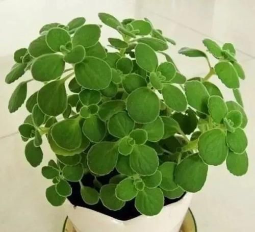  「室内」植株小巧又耐阴的6种植物，适合养在室内桌面上