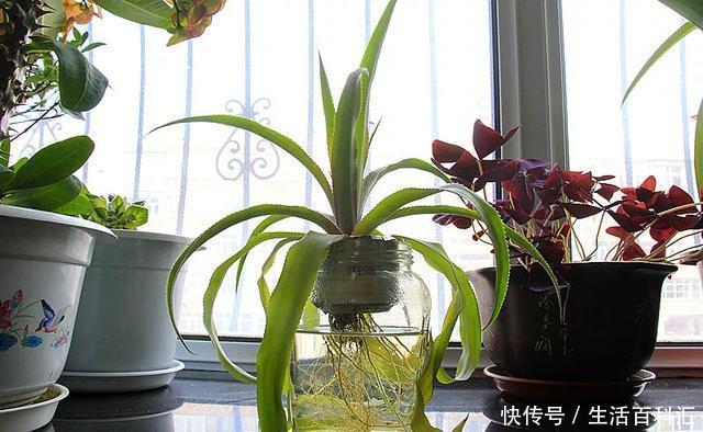  「天一」养花技巧：安全度夏水培花，天一热就养它，1杯水养爆盆