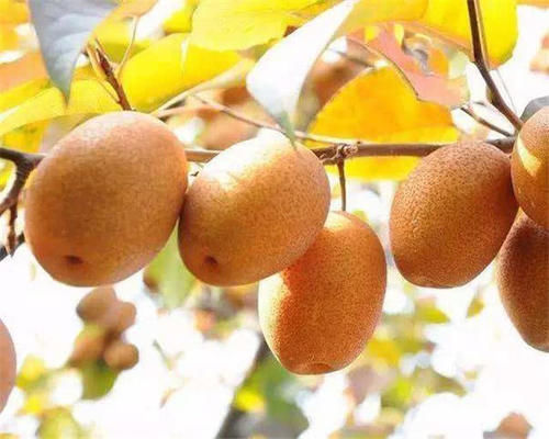 农村这个金珠果，人们叫它“沙梨王”，如今10元1斤，农民欢喜
