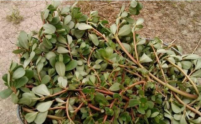 在农村一种常见的野草，农村没人要，在城里却成高级货