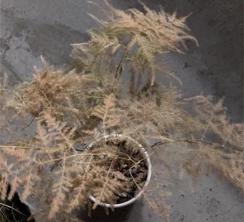 『客厅』1种植物，吸废气、杀细菌，养在客厅里，家人健康，比绿萝强