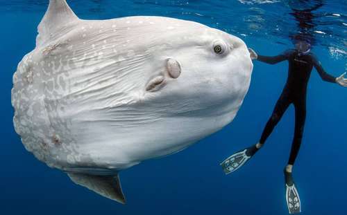 世界上渔民最讨厌的鱼，常躺在水面晒“日光浴”，渔民见到它就躲