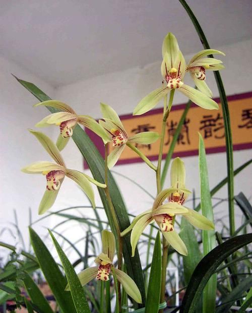  「芳香」3种花很适合家里养，好看好养又芳香，养家里，美爆阳台空气好