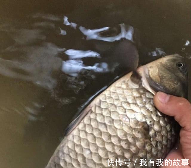  钓友@连竿时突然停口是大鱼进窝别高兴太早，在春季这些可能性更大