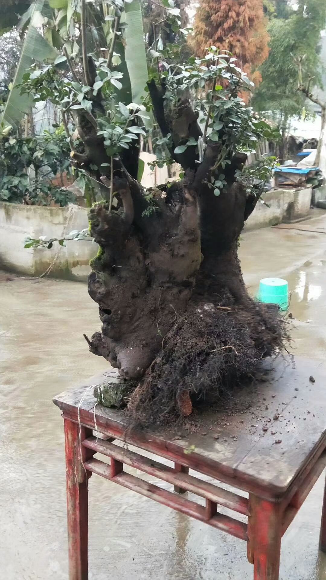 乡村中好玩好看的盆景和石头不少，有的不孬!