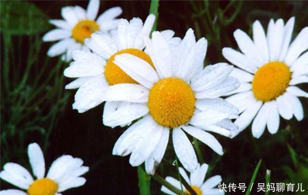 #皮实#春天非常皮实好养,颜值超高的四种花卉,喜欢养花的你不要错过