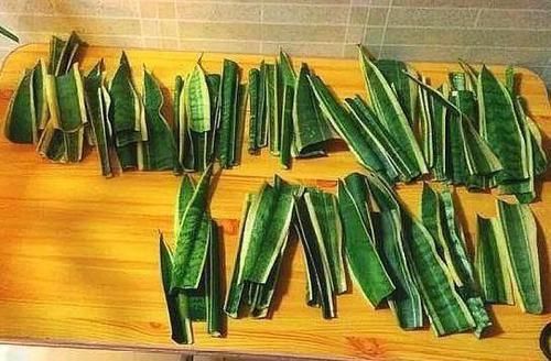  「轻松」虎皮兰繁殖方法，一个劈八瓣，一个剪八段，轻松养了一大片