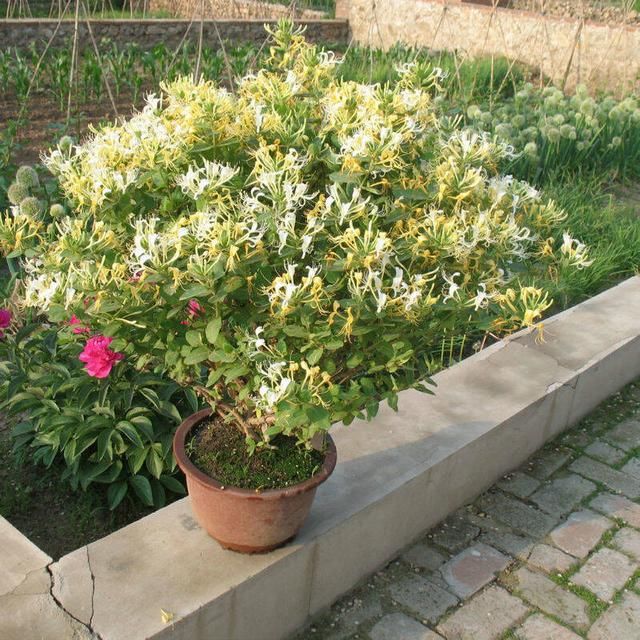  花盆：盆栽金银花，皮实好养根系壮，挖一棵做盆景，苍劲古朴花满盆