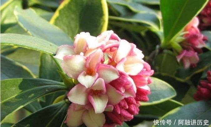  『家里』在家里养3种“健康花”，净化空气又杀菌，祛除异味助睡眠