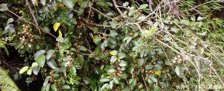 农村山里一种野果，被誉为“果中之王”，农民却不喜欢吃，为何