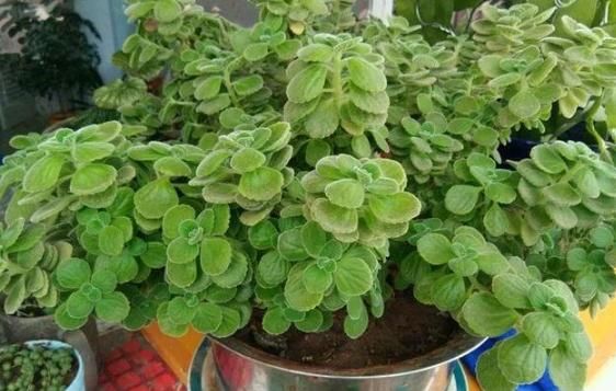  温馨：夏季养此款植物，花艳易爆盆，花开幽香淡雅，养在阳台变温馨花园
