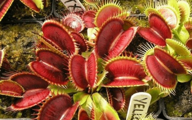  『植物』夏天来了,家里就养4种“草”,驱蚊效果好,不担心夏天蚊子咬