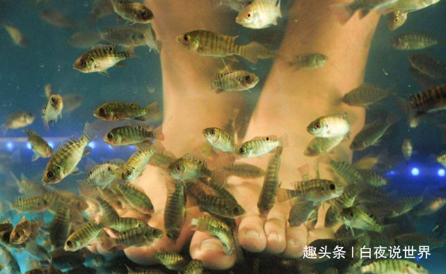 海洋“鱼疗”,水潭底部连接大海,一不小心会被鲨鱼吃掉!