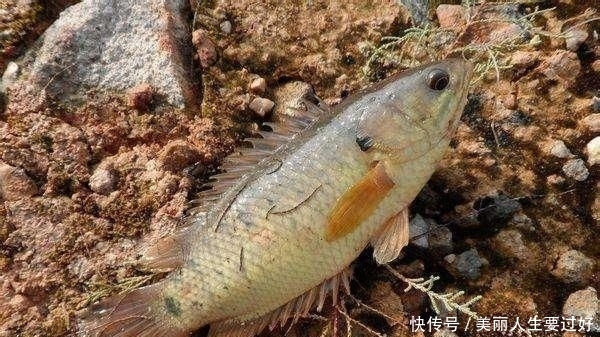 钓友:鲫鱼界的“不死小强”,会爬行味道鲜美,很多钓友不喜欢钓