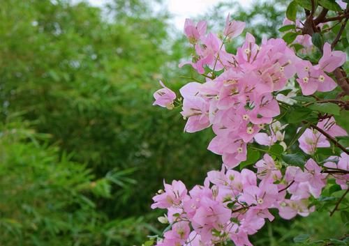  「生病」三角梅开花以后，花瓣边缘发白是生病了吗？晒太阳姿势不对是首因