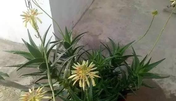  『芦荟』盆栽养殖芦荟该怎么施肥？多注意4点，叶片肥美、茎干粗壮