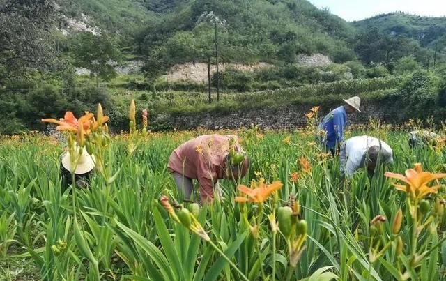  【葛丹村】井陉这个村荒山遍种中草药，来年遍地土生金