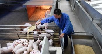  养牛■“猪价跌，鸡蛋贱”，想搞养殖，养牛怎么样