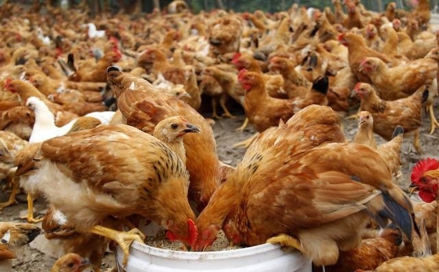  老李|60岁老农，养猪、养鸡、种地多点开花，一年赚了20万，咋做