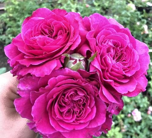  女人：“女人香气”月季花，香味够“性感”，花朵够娇艳！挺好养！