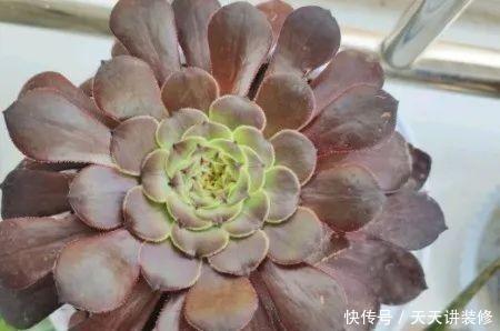  法师最美|法师多肉怎么养，一年四季养护要点不同