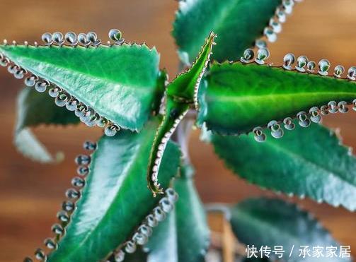  [不死鸟]4种“懒人花”，耐旱好养，丢阳台1个月不浇水，反而枝繁叶茂！