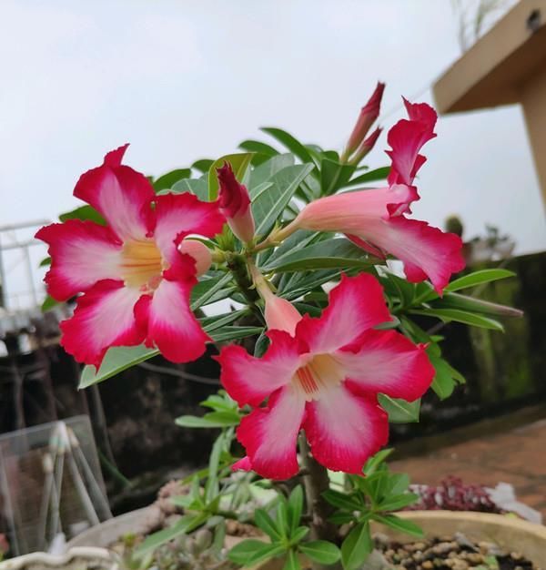  『适合』此盆栽植物超耐热，适合夏天栽培，花色美丽，花期长，还可做盆景