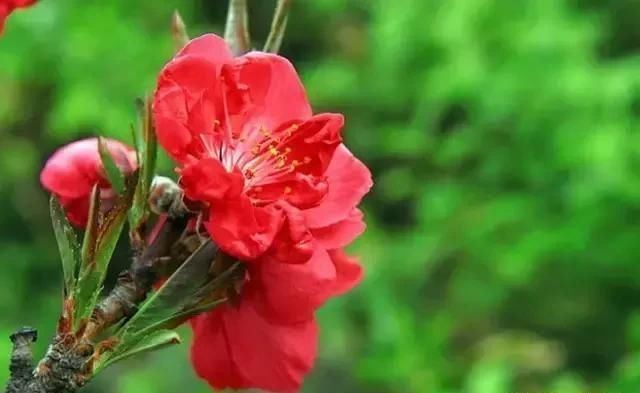 满园桃花开，宛若仙境，醉人之美！