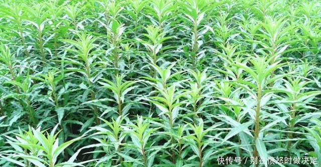 农村这种野草，晒干后150元一斤，全身是宝对肝炎有疗效