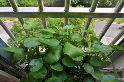 剃头:铜钱草又黄又乱糟糟的该怎么养?剃头半土加半水,一个月再次爆盆
