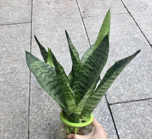 入水中■水培虎皮兰有技巧,不重视3点,水培再多也是徒劳