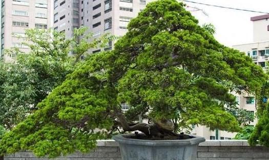  『盆栽』盆栽植物总烂根,知道这4个原因还不够,解决方法更重要