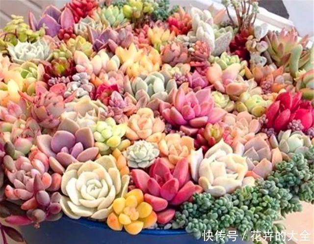 技巧|阳台养多肉专用技巧,只要5招,阳台也能养出极品多肉