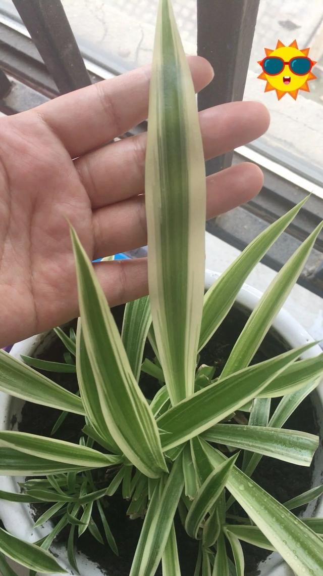  [明亮的位置]嫌花长得丑，趁现在砍头，2个月脱胎换骨！
